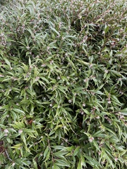 Sarcococca hookeriana