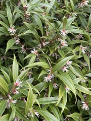 Sarcococca hookeriana