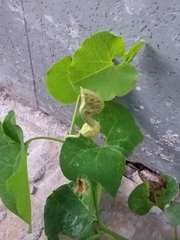 Aristolochia fimbriata
