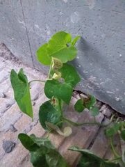Aristolochia fimbriata