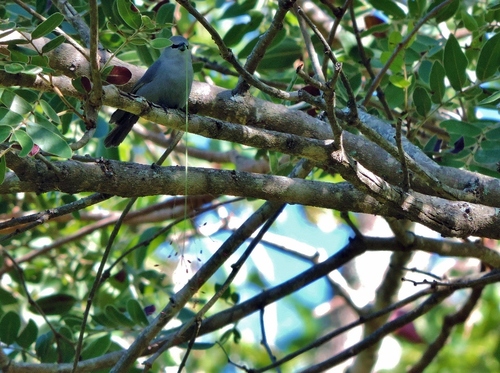 Grey Waxbill (Glaucestrilda perreini), photo 10
