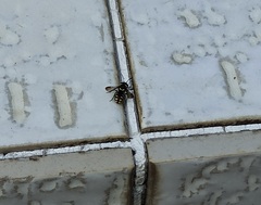 Pseudoanthidium orientale