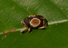 Cylindrothecus orbifer