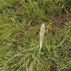 Cenchrus sphacelatus