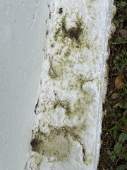 Fungi