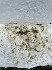 Fungi