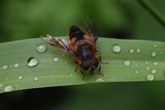 Eristalis pertinax