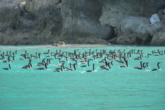 Phalacrocorax nigrogularis