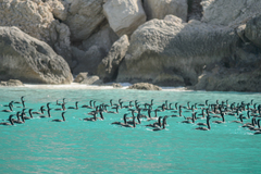 Phalacrocorax nigrogularis