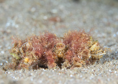 Camposcia retusa