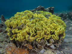 Turbinaria reniformis