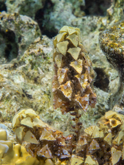 Turbinaria triquetra