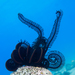 Many-rayed Feather Star - Photo (c) Rafi Amar, some rights reserved (CC BY-NC), uploaded by Rafi Amar