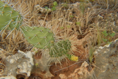 Opuntia caracassana