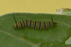 Danaus plexippus megalippe