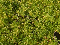 Micranthemum glomeratum