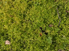 Micranthemum glomeratum