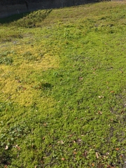 Micranthemum glomeratum