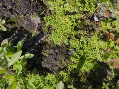 Micranthemum glomeratum
