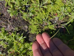 Micranthemum glomeratum