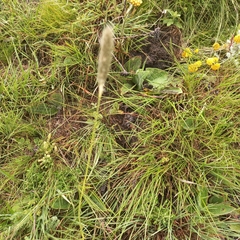 Cenchrus sphacelatus