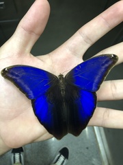 Eryphanis automedon amphimedon