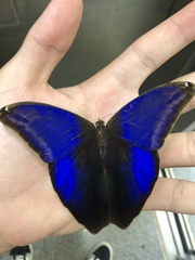 Eryphanis automedon amphimedon