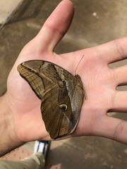 Eryphanis automedon amphimedon