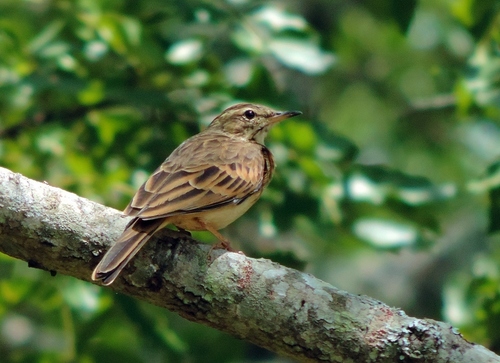 Wood Pipit (Anthus nyassae), photo 4