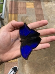 Eryphanis automedon amphimedon