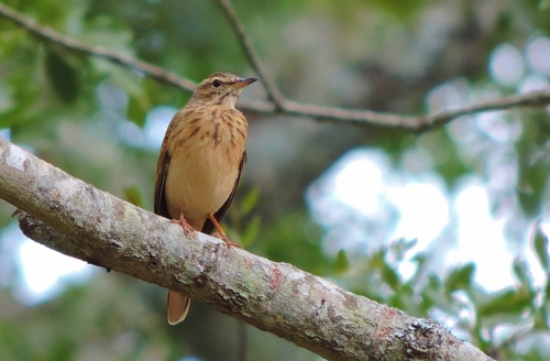 Wood Pipit (Anthus nyassae), photo 9
