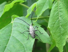 Monochamus notatus