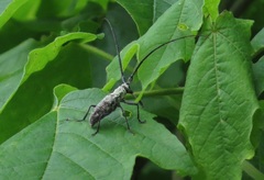 Monochamus notatus