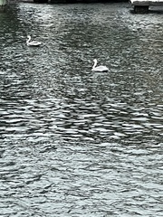 Pelecanus occidentalis