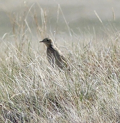 Anthus spragueii