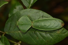 Choeradodis rhomboidea
