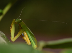 Choeradodis rhomboidea