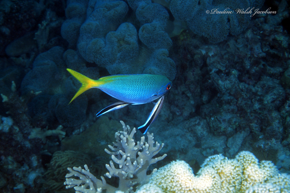 Bluestreak cleaner wrasse