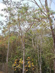 Alvaradoa amorphoides