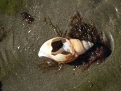 Buccinanops cochlidium