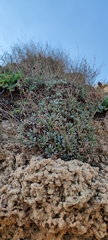 Limonium galilaeum