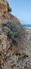 Limonium galilaeum