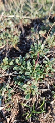 Limonium galilaeum