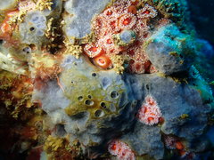 Phorbas californianus