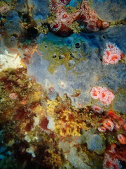Phorbas californianus