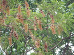 Alvaradoa amorphoides