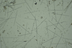 Phorbas californianus