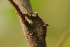 Hestina assimilis