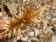 Alvaradoa amorphoides