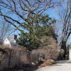Magnolia grandiflora